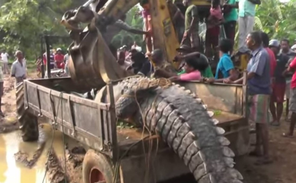 Crocodilo de mais de cinco metros e cerca de 1 tonelada havia sido encontrado preso em canal do rio Nilwala (Foto: Reprodução/YouTube/WowNews) 