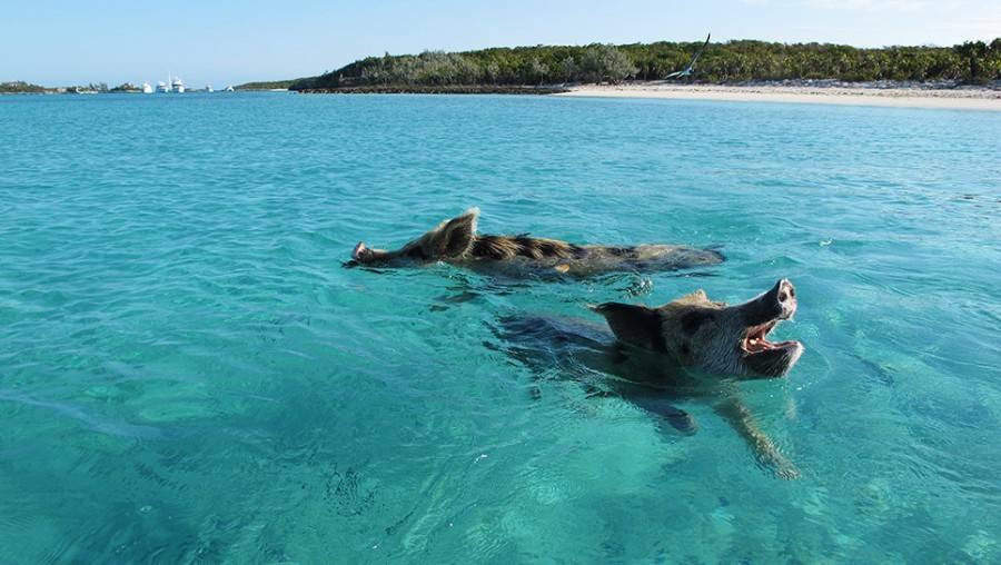 swimming-pigs-bahamas-pig-beach-02
