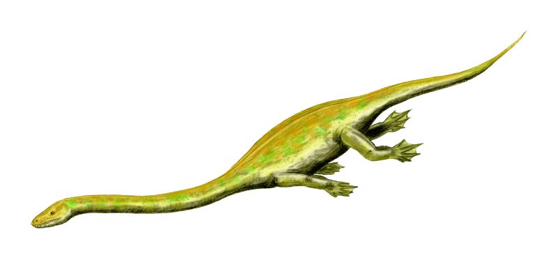 Dinocephalosaurus_BW